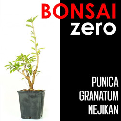 Kit Bonsai Zero Punica...