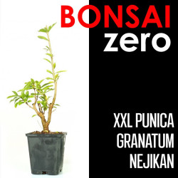 Kit Bonsai Zero XXL Punica Granatum Nejikan (colador redondo)
