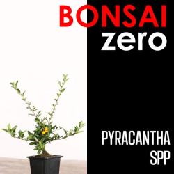 Kit Bonsai Zero Pyracantha...