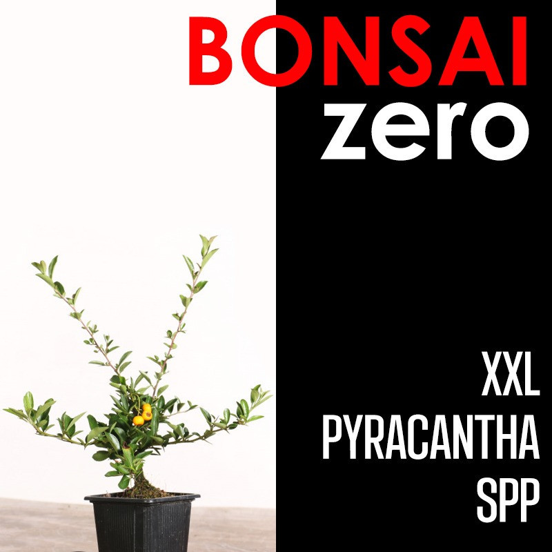 Kit Bonsai Zero XXL Pyracantha SPP (colador redondo)