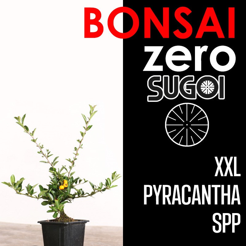 Kit Bonsai Zero XXL SUGOI Pyracantha SPP (colador redondo)