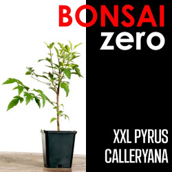 Kit Bonsai Zero XXL Pyrus Calleryana (colador redondo)