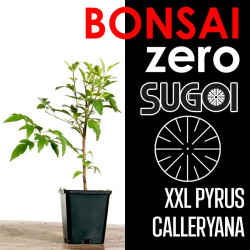 Kit Bonsai Zero XXL SUGOI Pyrus Calleryana (colador redondo)