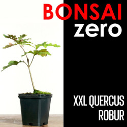 Kit Bonsai Zero XXL Quercus...