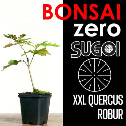Kit Bonsai Zero XXL SUGOI Quercus Robur (colador redondo)