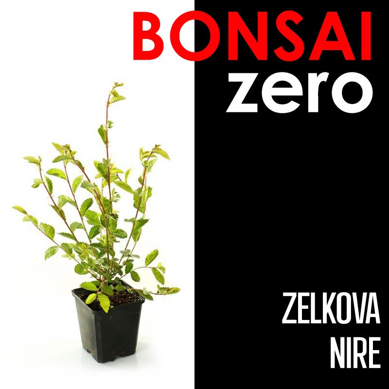 Kit Bonsai Zero Zelkova Nire (colador rectangular)
