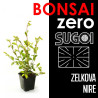 Kit Bonsai Zero SUGOI Zelkova Nire (colador rectangular)