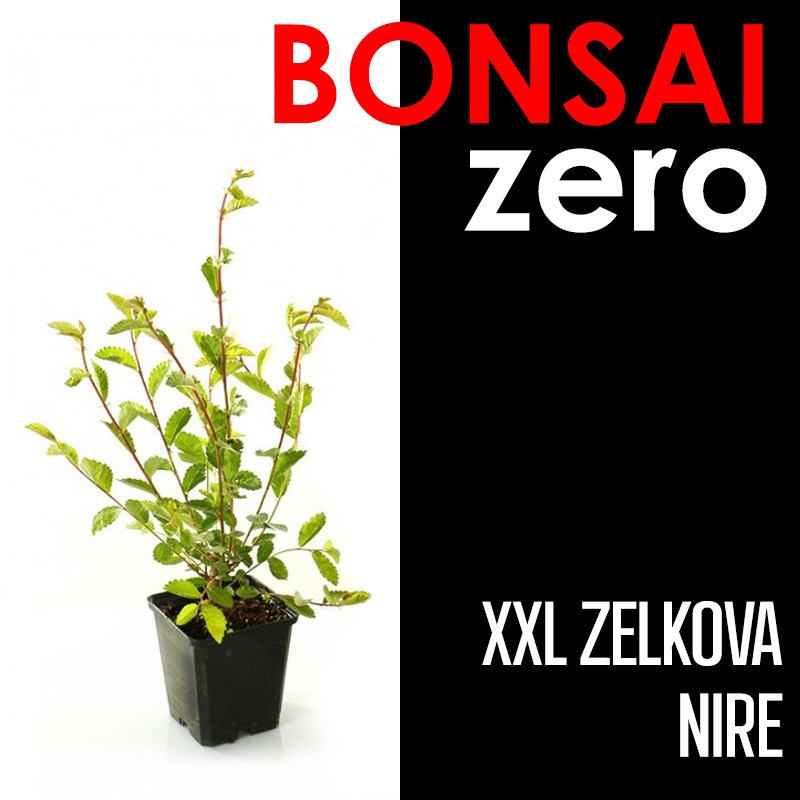 Kit Bonsai Zero XXL Zelkova Nire (colador redondo)