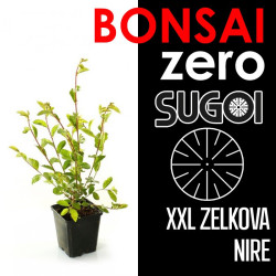 Kit Bonsai Zero XXL SUGOI Zelkova Nire (colador redondo)
