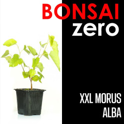 Kit Bonsai Zero XXL Morus Alba (colador redondo)