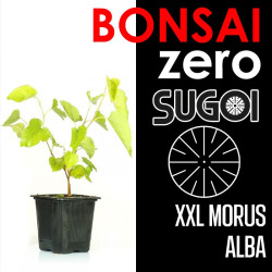 Kit Bonsai Zero XXL SUGOI Morus Alba (colador redondo)