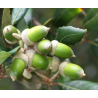 Semillas Encina (Quercus Ilex)