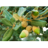 Semillas Encina (Quercus Ilex)