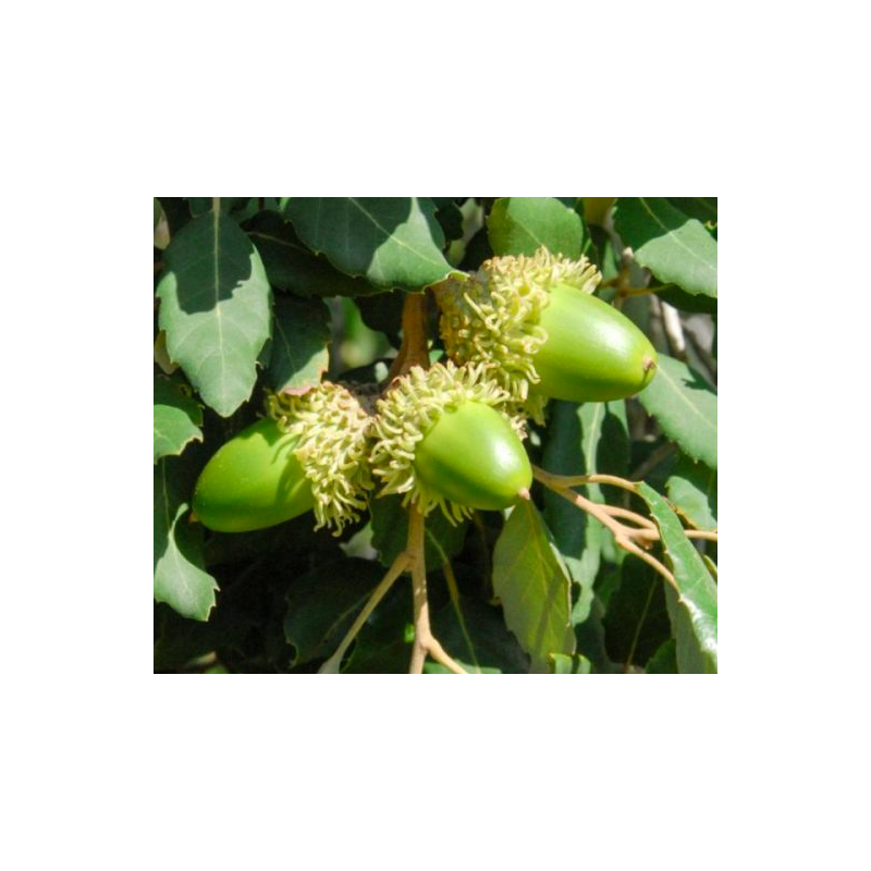 Semillas Alcornoque (Quercus Suber)