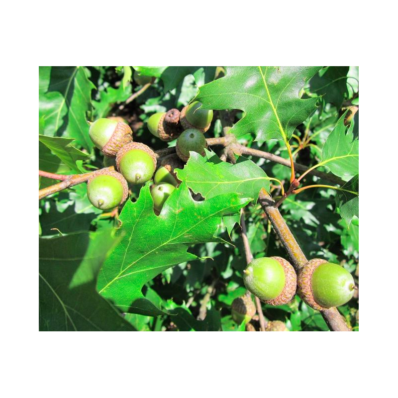 Semillas Roble Carballo (Quercus Robur)