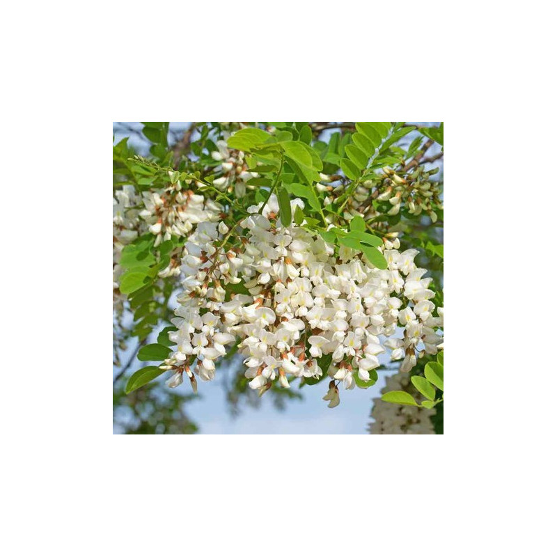 Semillas Falsa Acacia (Robinia Pseudoacacia)