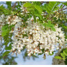 Semillas Falsa Acacia (Robinia Pseudoacacia)