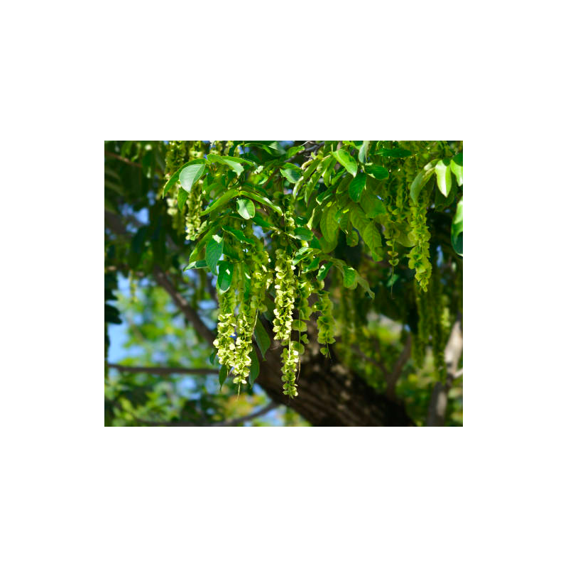 Semillas Nogal Alado (Pterocarya Fraxinifolia)