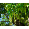 Semillas Nogal Alado (Pterocarya Fraxinifolia)