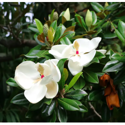 Semillas Magnolia Grandiflora