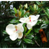 Semillas Magnolia Grandiflora