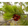 Semillas Pino Piñonero (Pinus Pinea)