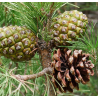 Semillas Pino Piñonero (Pinus Pinea)