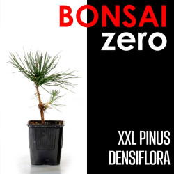 Kit Bonsai Zero XXL Pinus Densiflora (colador redondo)