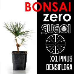 Kit Bonsai Zero XXL SUGOI Pinus Densiflora (colador redondo)