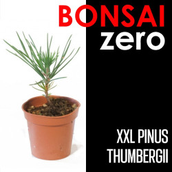Kit Bonsai Zero XXL Pino negro (colador redondo)