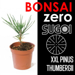 Kit Bonsai Zero XXL SUGOI Pino negro (colador redondo)
