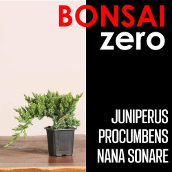 Bonsai Zero Juniperus Procumbens Nana Sonare (colador rectangular)