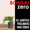 Bonsai Zero XXL Juniperus Procumbens Nana Sonare (colador redondo)