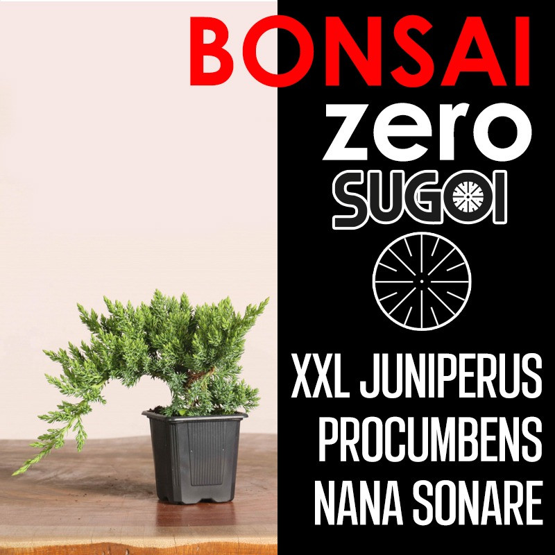Bonsai Zero XXL SUGOI Juniperus Procumbens Nana Sonare (colador redondo)