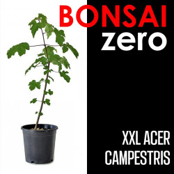 Kit Bonsai Zero XXL Acer Campestris (colador redondo)