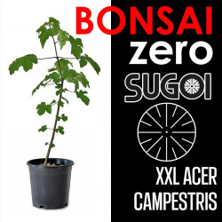 Kit Bonsai Zero XXL SUGOI Acer Campestris (colador redondo)