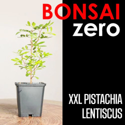 Kit Bonsai Zero XXL Pistachia Lentiscus (colador redondo)