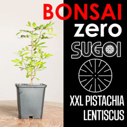 Kit Bonsai Zero XXL SUGOI...