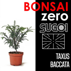Kit Bonsai Zero SUGOI Taxus...