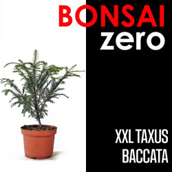 Kit Bonsai Zero XXL Taxus Baccata (colador redondo)
