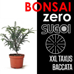 Kit Bonsai Zero XXL SUGOI Taxus Baccata (colador redondo)