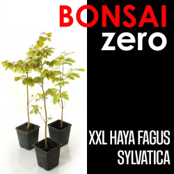 Kit Bonsai Zero XXL Haya Fagus Sylvatica (colador redondo)