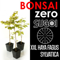 Kit Bonsai Zero XXL SUGOI Haya Fagus Sylvatica (colador redondo)
