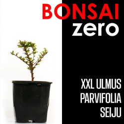 Kit Bonsai Zero XXL Ulmus Seiju "Hokkaido" (colador redondo)
