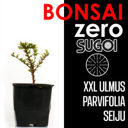 Kit Bonsai Zero XXL SUGOI Ulmus Seiju "Hokkaido" (colador redondo)