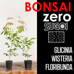 Kit Bonsai Zero SUGOI...