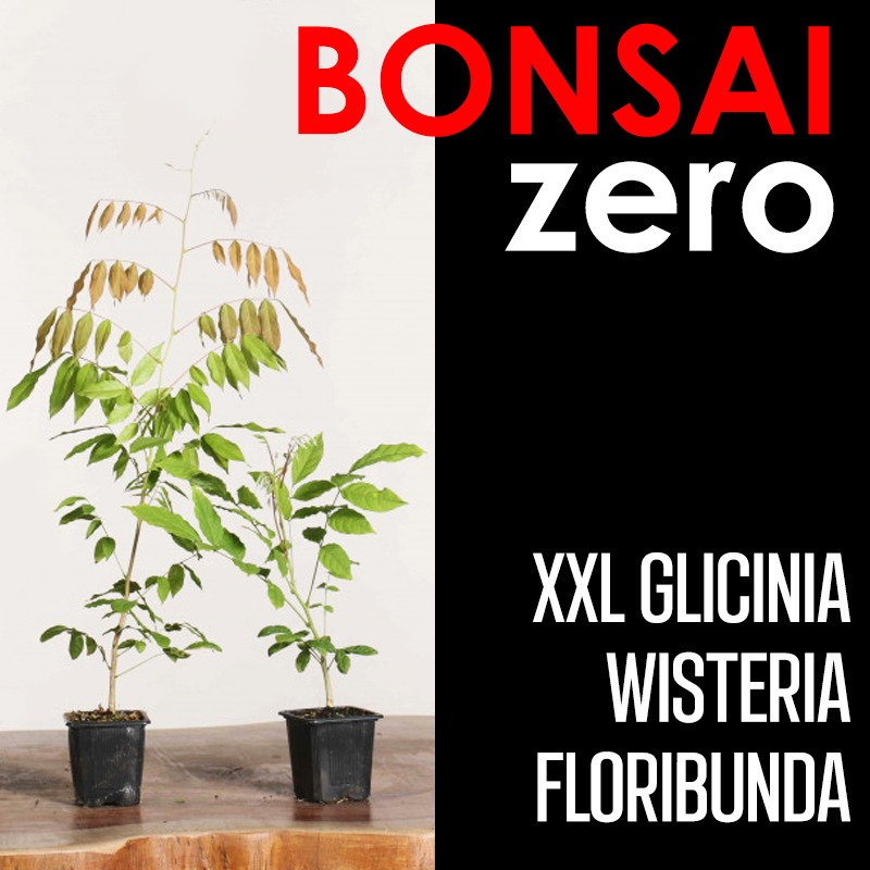Kit Bonsai Zero XXL Glicinia Wisteria Floribunda (colador redondo)