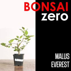 Kit Bonsai Zero Malus...