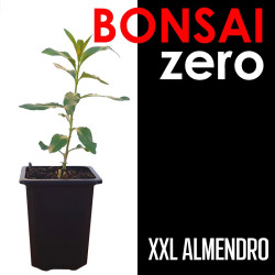 Kit Bonsai Zero XXL Prunus Dulcis (colador redondo)