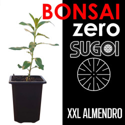 Kit Bonsai Zero XXL SUGOI Prunus Dulcis (colador redondo)